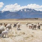 1122体育:探索全新体育赛事直播平台的魅力 bi5l9